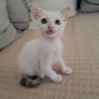 Lily rose, la belle minette #4