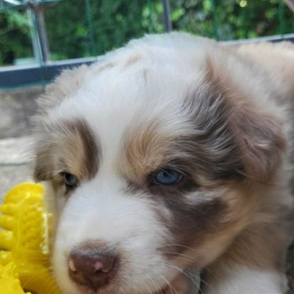 Petit mâle berger australien
