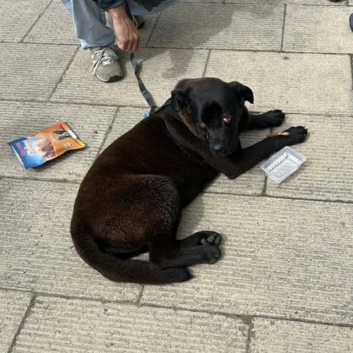 Chienne baguayrha #2