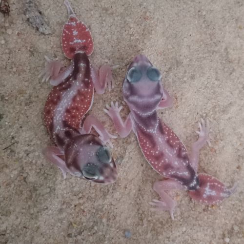 Gecko nephrurus levis pilbarensis high white #2