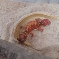 Gecko nephrurus levis pilbarensis high white #3