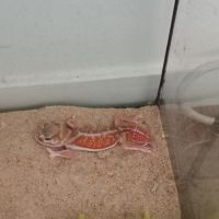 Gecko nephrurus levis pilbarensis high white #4