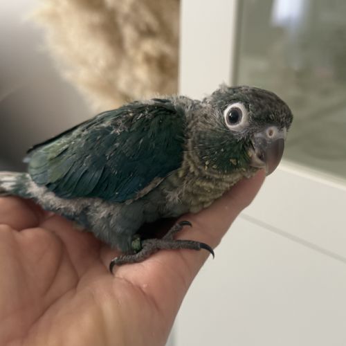 Jeunes conures pyrrhura molinae df violet