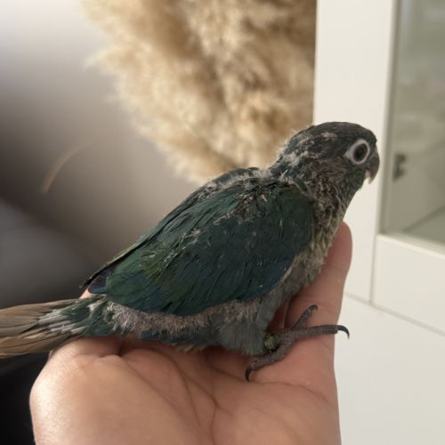 Jeunes conures pyrrhura molinae df violet #3