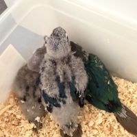 Jeunes conures pyrrhura molinae df violet #1