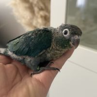 Jeunes conures pyrrhura molinae df violet #0