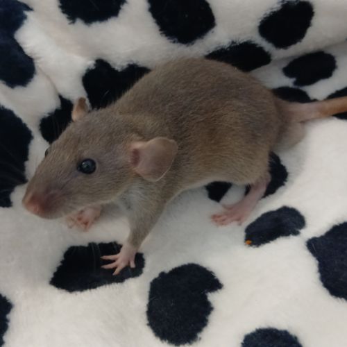Rats domestique #1