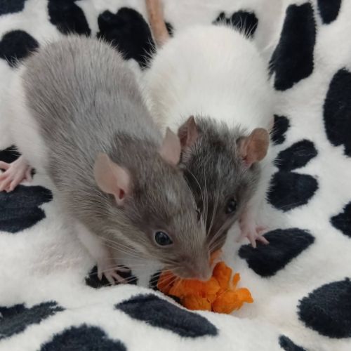 Rats domestique