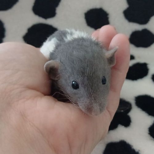 Rats domestique #3