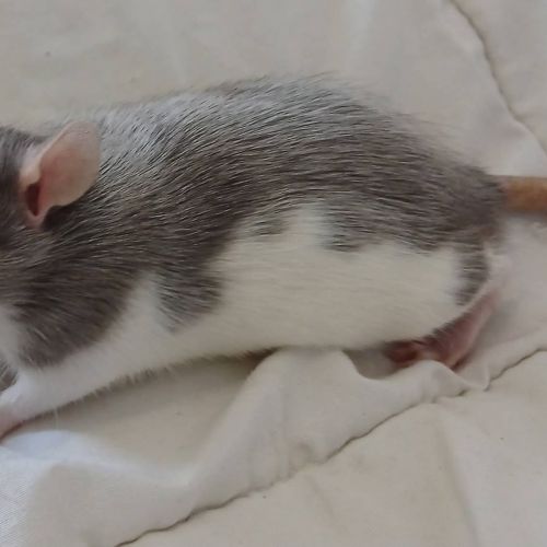 Rats domestique #5
