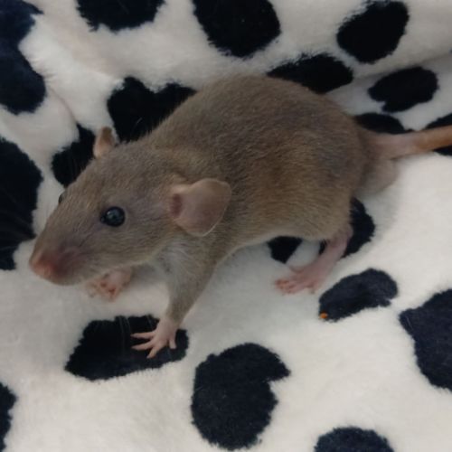 Rats domestique #6