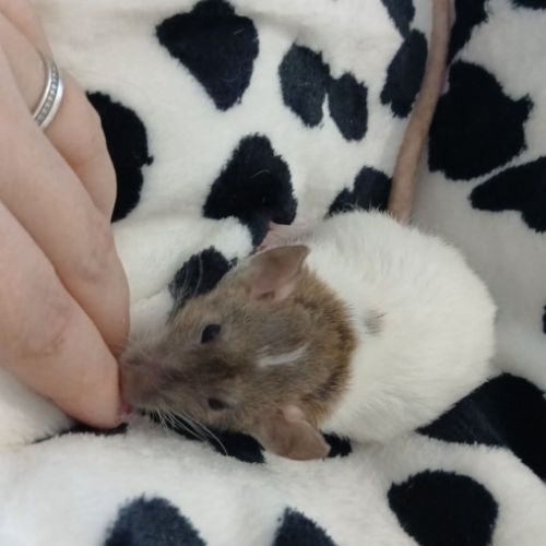 Rats domestique #7