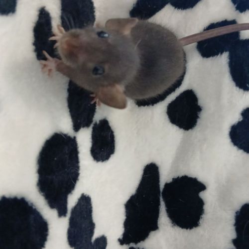 Rats domestique #8