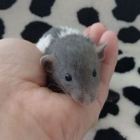 Rats domestique #3