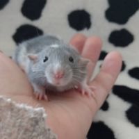 Rats domestique #4