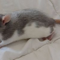 Rats domestique #5