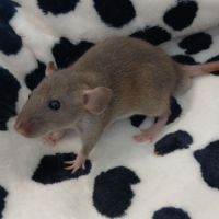 Rats domestique #6