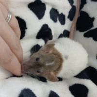 Rats domestique #7