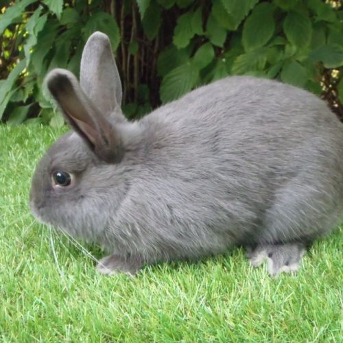 Lapin nain mâle
