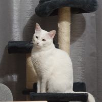 Mistik cherche une nouvelle famille aimante