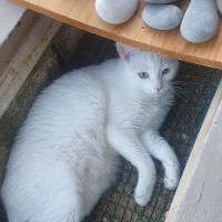 Mistik cherche une nouvelle famille aimante #2