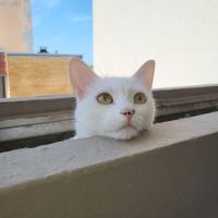 Mistik cherche une nouvelle famille aimante #3
