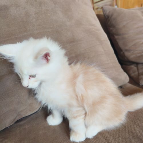 Chaton maine coon loof #1