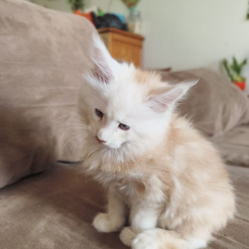 Chaton maine coon loof