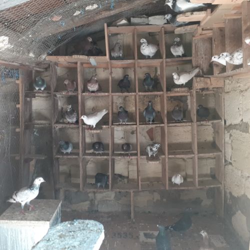 Couple de pigeons type voyageur adultes