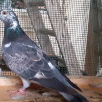 Couple de pigeons type voyageur adultes #1