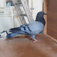 Couple de pigeons type voyageur adultes #2