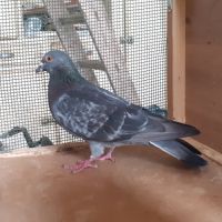Couple de pigeons type voyageur adultes #3