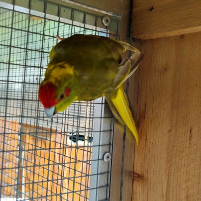Kakariki mâle adulte #5