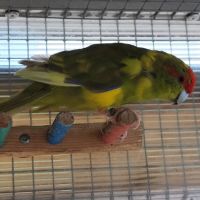 Kakariki mâle adulte #0
