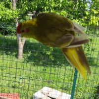 Kakariki mâle adulte #2