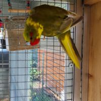 Kakariki mâle adulte #4