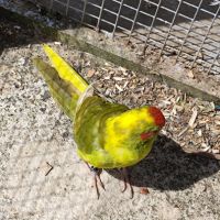 Kakariki mâle adulte #6