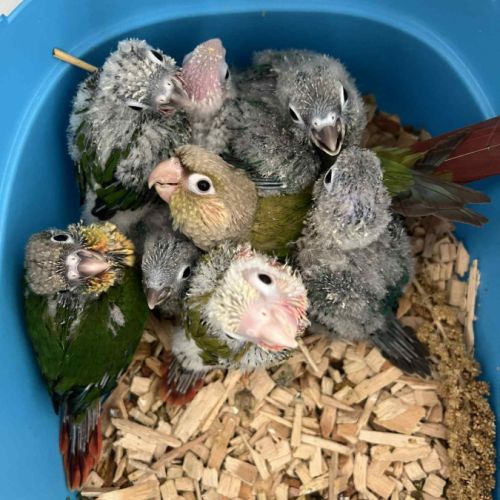 Magnifiques conures turquoise x mooncheek – eam