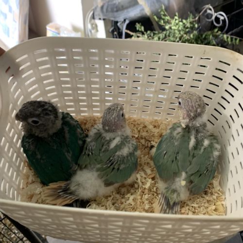 Magnifiques conures turquoise x mooncheek – eam #5