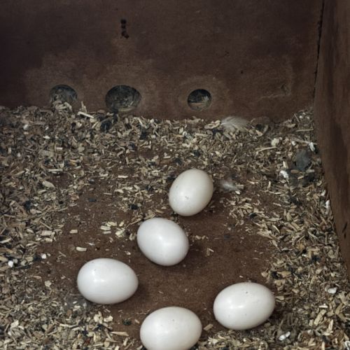 Magnifiques conures turquoise x mooncheek – eam #7