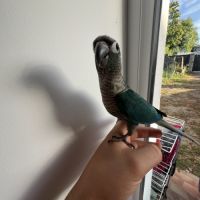 Magnifiques conures turquoise x mooncheek – eam #2