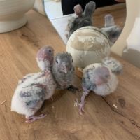 Magnifiques conures turquoise x mooncheek – eam #4