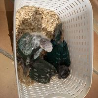 Magnifiques conures turquoise x mooncheek – eam #6