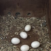 Magnifiques conures turquoise x mooncheek – eam #7