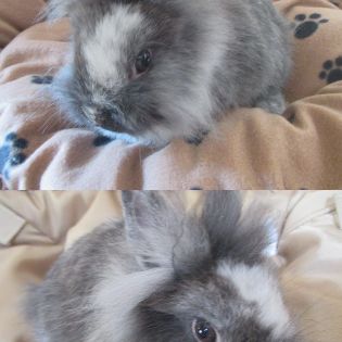 Bébé lapin nain mâle , sevré , croisé angora