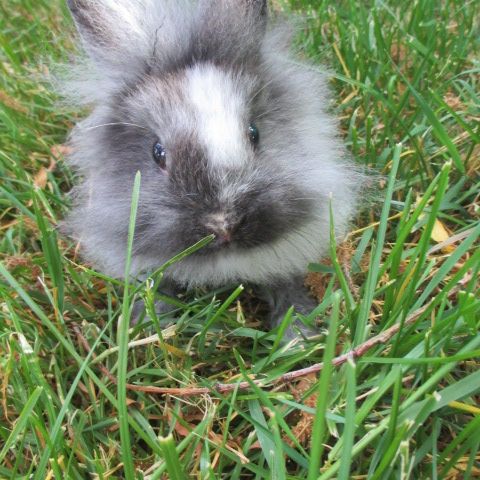 Bébé lapin nain mâle , sevré , croisé angora #2