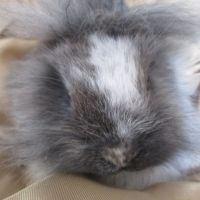 Bébé lapin nain mâle , sevré , croisé angora #3
