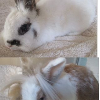 Jeune lapin nain femelle