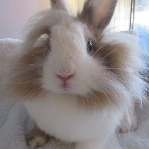 Jeune lapin nain femelle #2
