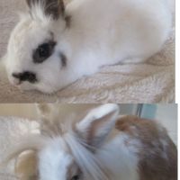 Jeune lapin nain femelle